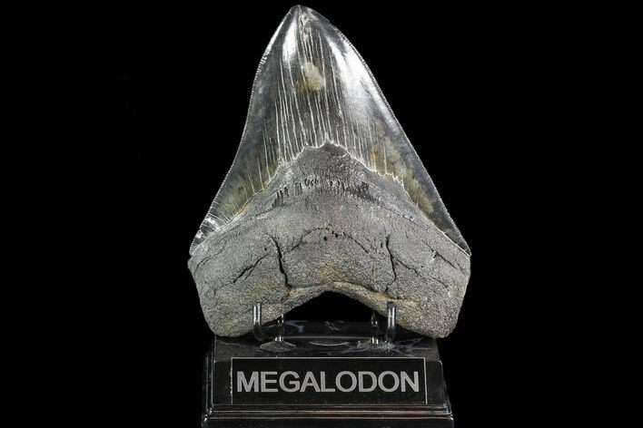 Serrated, Fossil Megalodon Tooth - Huge Meg Tooth #108842